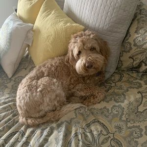 Meet your Posher, Dusa